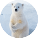 🐻‍❄